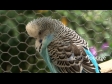 Blue & White Budgie 1. Click to view...